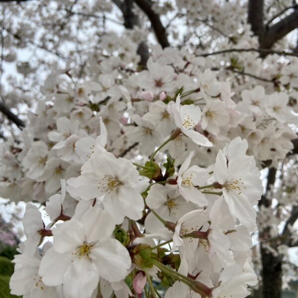 りんごの木の新学期4/2(火)