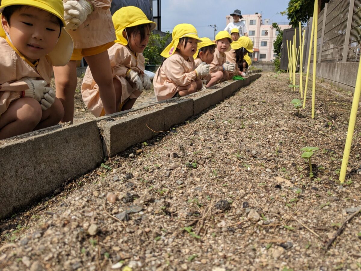 Our sunflower seedlings!