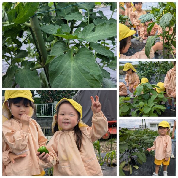 Vegetable garden