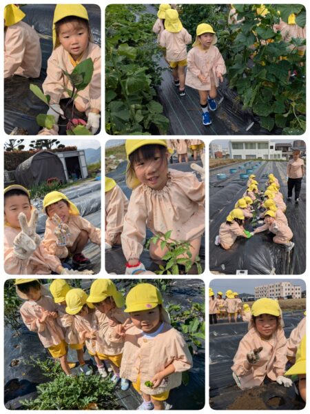 Watermelon harvest🍉