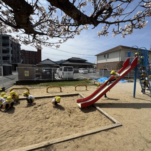 🌸We went to see the cherry blossoms with Lion class!🌸