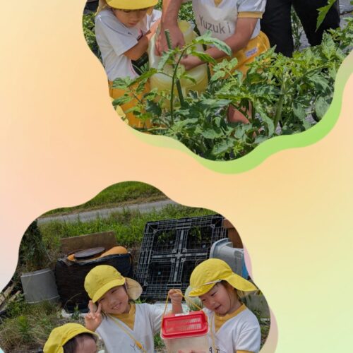 🌱 Tiny Tomatoes & Bug Adventures! 🐞
