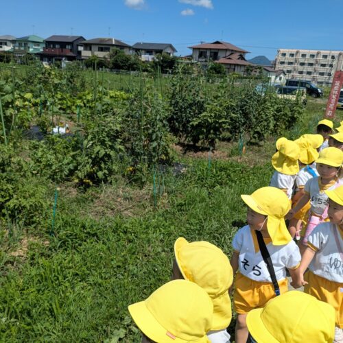 うめ組　散歩