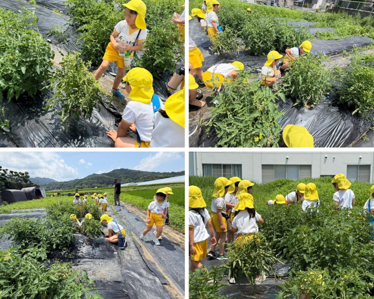 🌱 Exploring the Tomato Garden
